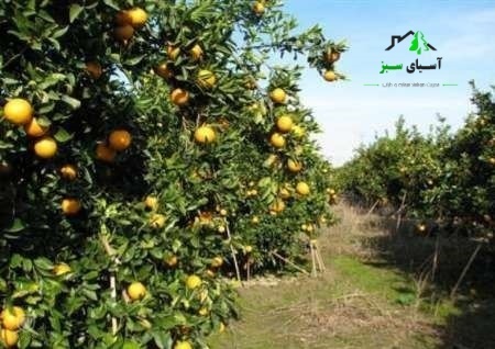 فروش باغ پرتقال 5000 متری، مازندران، عباس آباد 